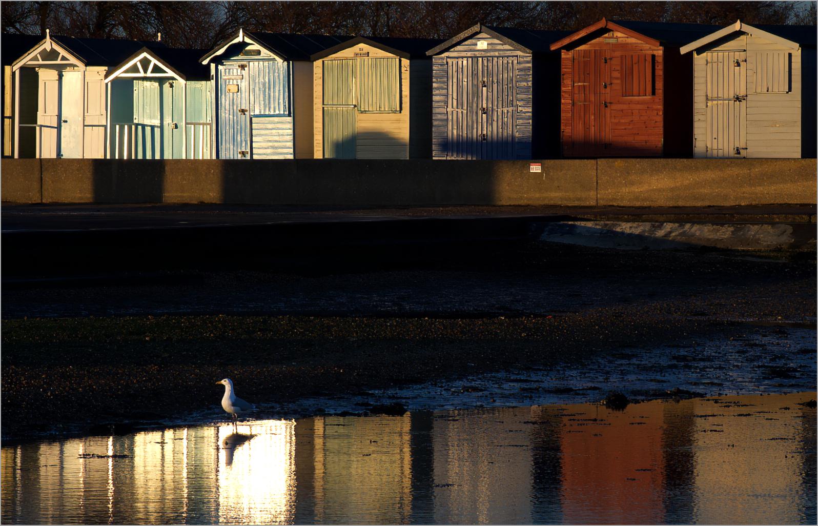 The last seagull - Keith Bailey