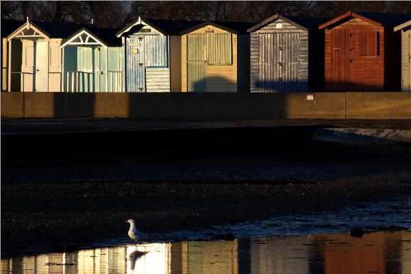 The last seagull - Keith Bailey