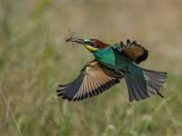 Marny Macdonald - Bee Eater with a bug