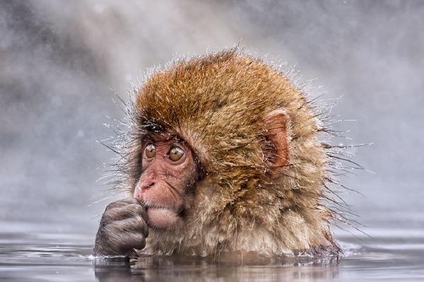 Contemplation - Derek Howes