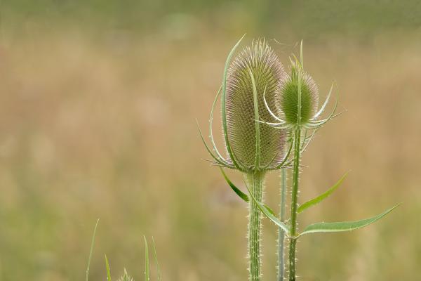 Family of Teasels - Mary Battye