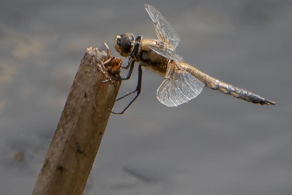 Four Spotted Chaser - Mary Battye