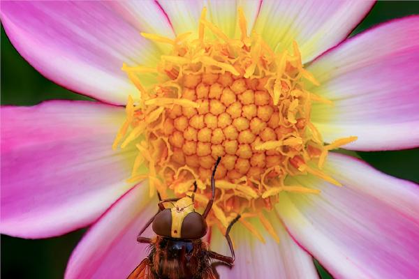 Hornet Plumehorn Hoverfly Feeding on a Dahlia - Jan Cross