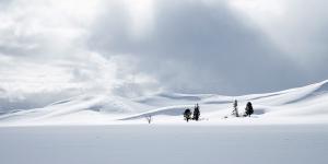 Lynn Rix - Into the Hayden Valley