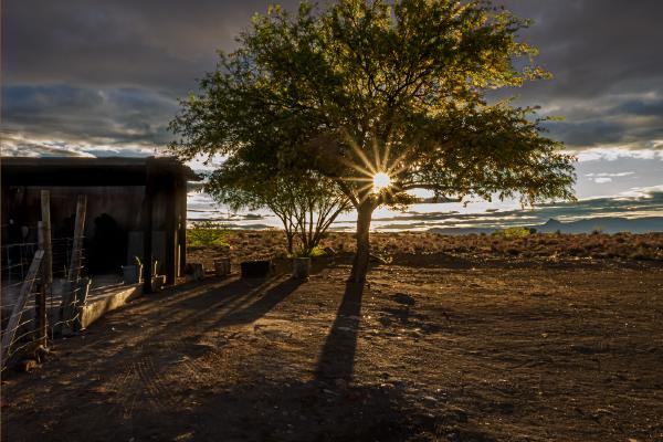 Karoo at Sunset - David Cross