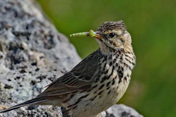Meadow Pipit with Grub - Clare Carter