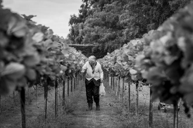 Straberry picking - Vishnu Kaparthi