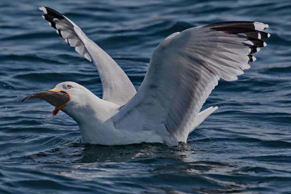 Stuffed Herring Gull - Clare Carter