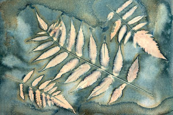 Sumac Leaves cyanotype - Katherine Bailey