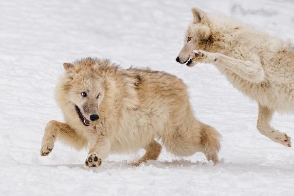 The pounce- Arctic Wolves - Derek Howes