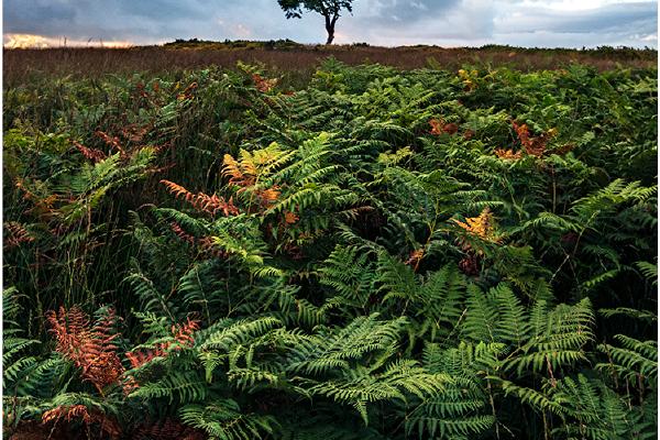 Between the Sky and the Ferns - Mark Kench