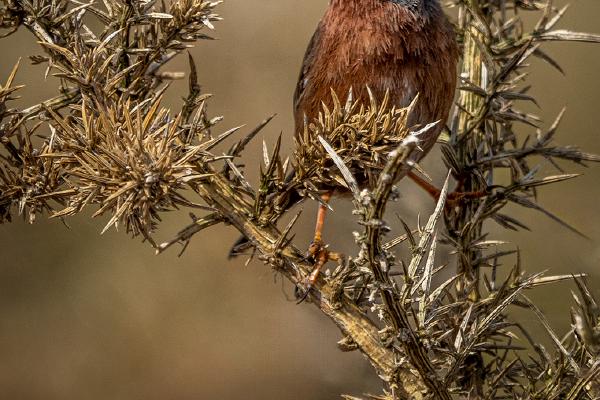 Dartford Warbler in Gorse - Jan Cross