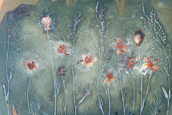 Garden flower cyanotype - Katherine Bailey