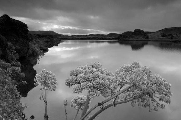 Lakeside plant Iceland - Francis Winton