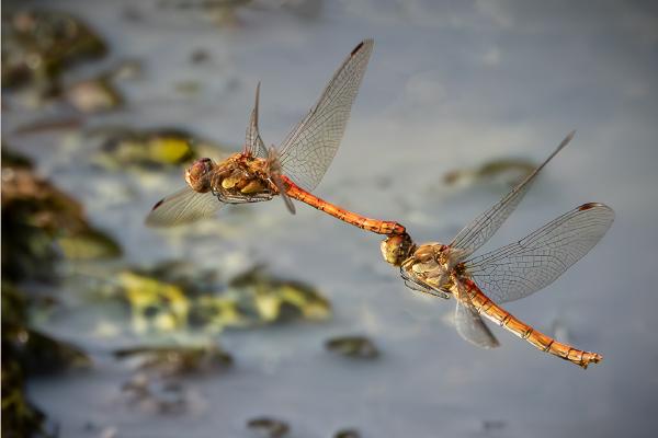 Paired Common Darter In Flight - Mary Battye