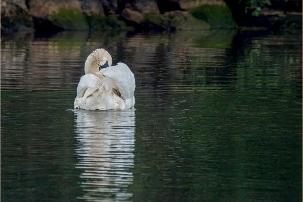 Preening Swan - David Cross