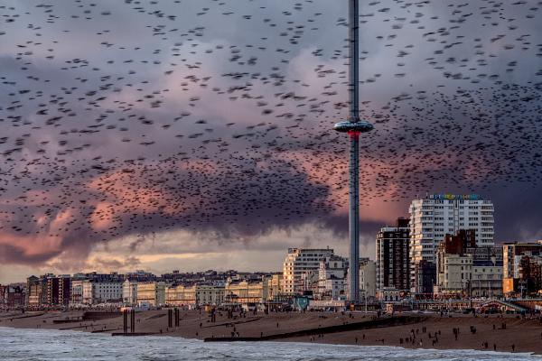 Starling Sunset - Keith Bailey