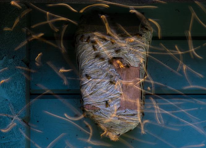 Wasps nest and Golden Flight Trails - Andrew Bailey