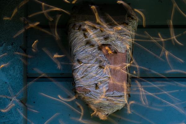 Wasps nest and Golden Flight Trails - Andrew Bailey