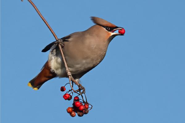 Waxwing Feeding - Colin Brett