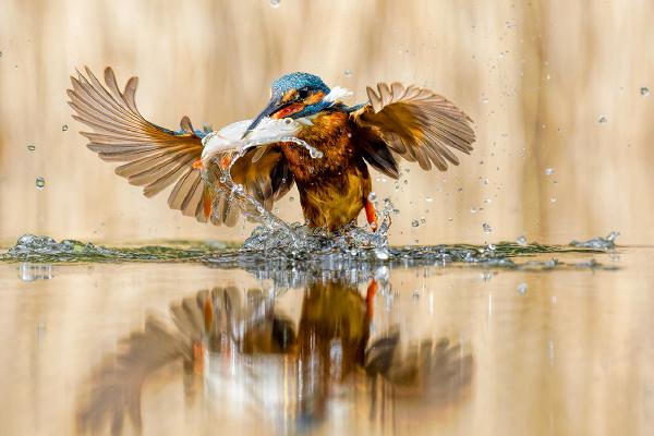 Breaking the surface - Derek Howes