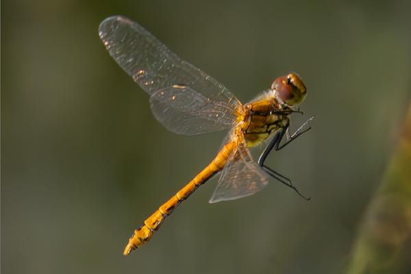 Common Darter In Flight - Mary Battye