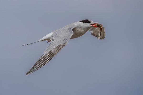 Common Tern with Fish - Jan Cross