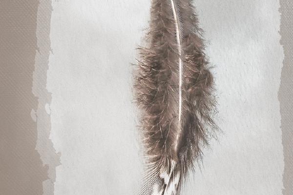 Drift feather - Nesta James