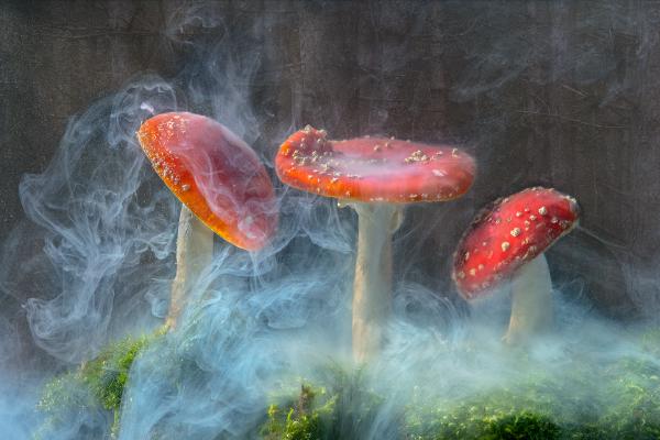 Enchanted Forest - Andrew Bailey