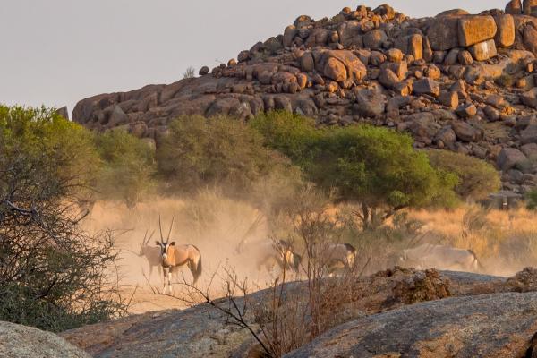 Gemsbok Kicking up the Dust - Jan Cross