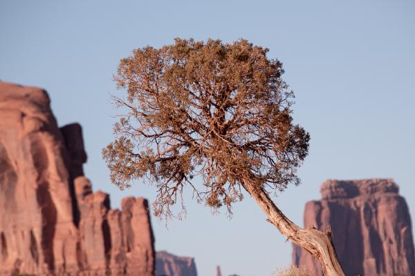 Lone tree - Jean Taylor