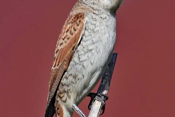 Red-backed Shrike - Clare Carter