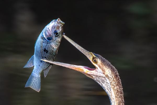 African Darter with Lunch - Naomi Foster