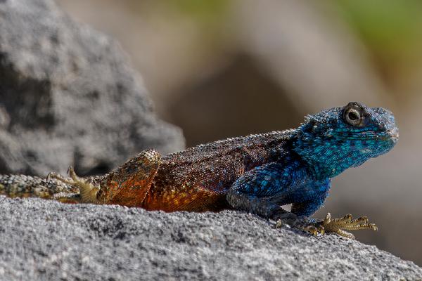 Blue-Headed Agama, South Africa - Jan Cross