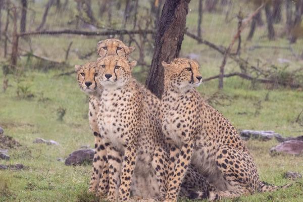 Cheetah Family in the Rain - Chrissie Hart