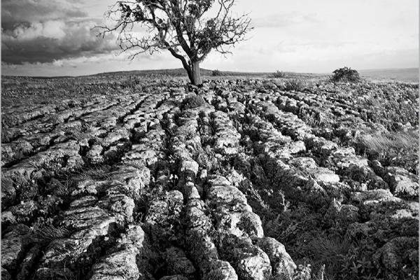 Clouds Tug at Windswept Tree - Steve Ball