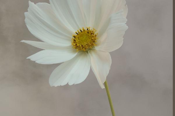 Cosmos Simplicity - Nesta James