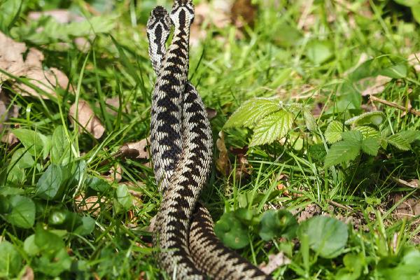 Dancing Adders - Robert Farrow