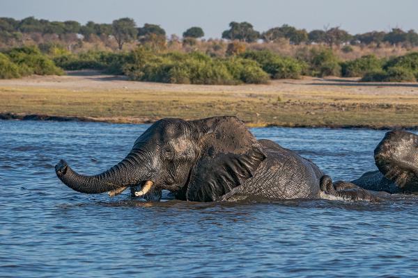 Elephants in the Chobe river - Marny Macdonald