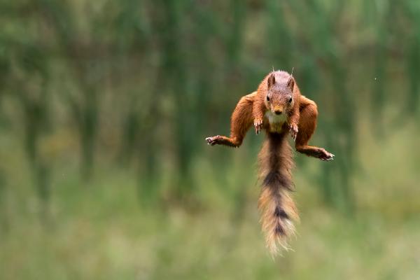 Red Squirrel Leaps - Lynn Rix