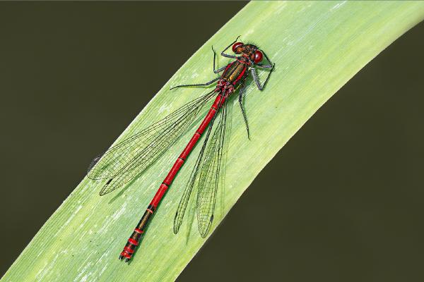 Resting Large Red Damselfly - Colin Brett