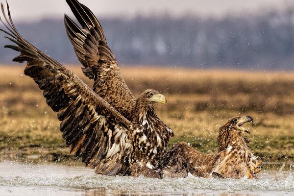 The drowning-White tailed Eagles - Derek Howes