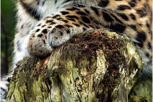Armur Leopard Resting - Terry Stone