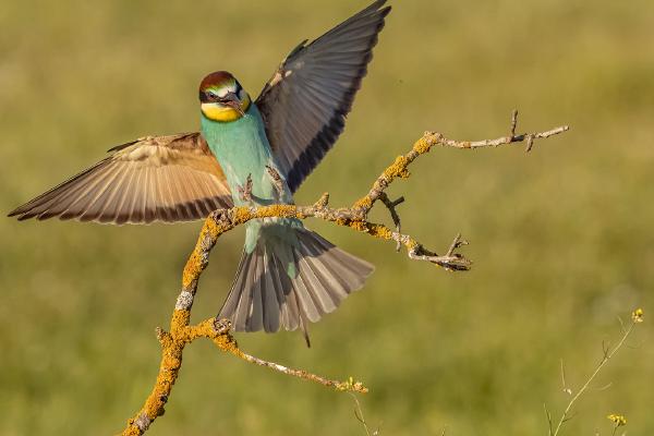 Bee eater alighting - Marny Macdonald