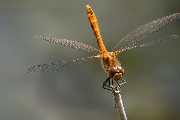 Common Darter Resting - Mary Battye