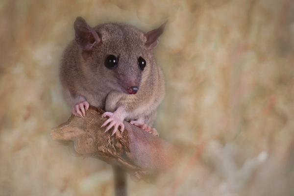 Field Mouse - Mary Battye