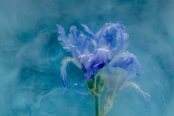 Iris Impression - Andrew Bailey