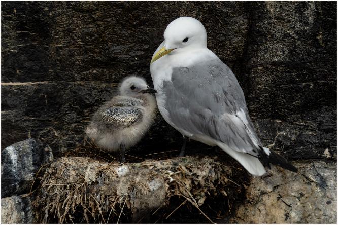 Kittiwake and Chick - Peter Bushby
