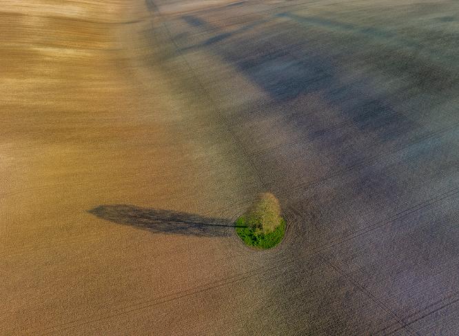 Lone Tree - Andrew Bailey