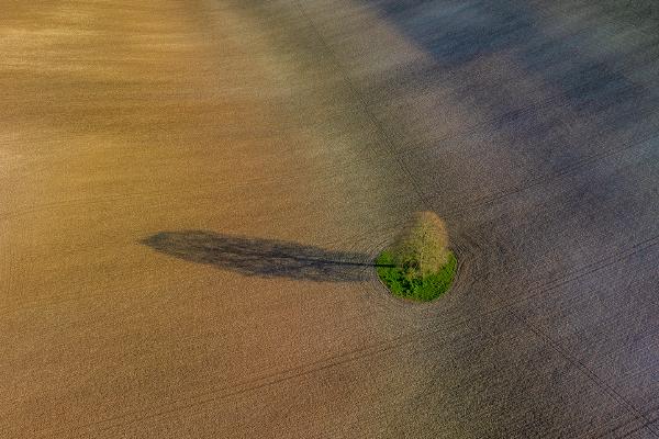 Lone Tree - Andrew Bailey